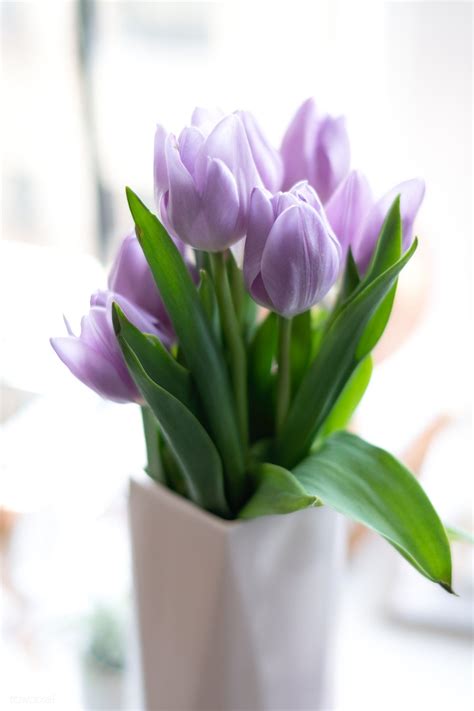 Purple tulip by the window | premium image by rawpixel.com / Teddy ...