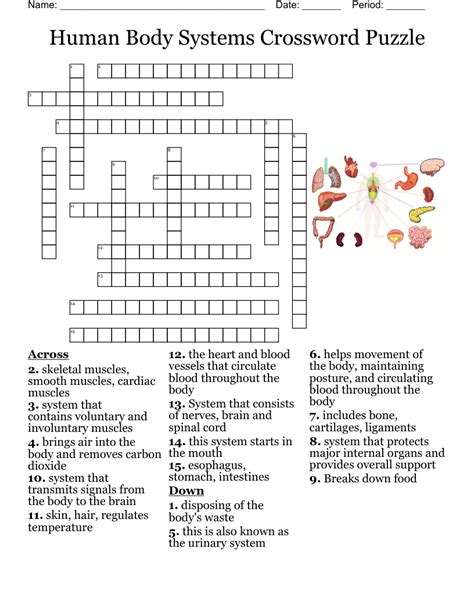 Human Body Word Search Puzzle Answer Key - Letter Words Unleashed - Exploring The Beauty Of Language