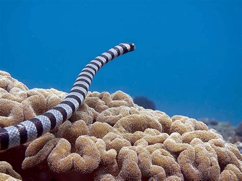 Belcher’s Sea Snake – "OCEAN TREASURES" Memorial Library