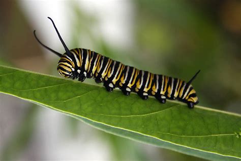 Monarch butterfly caterpillar by CathleenTarawhiti on DeviantArt