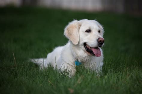 English Cream Golden Retriever: dog breed characteristics & care