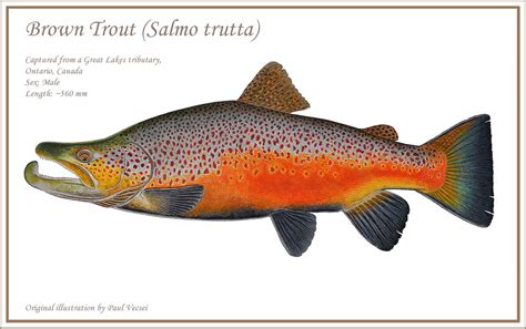 Giant Brown Trout | Must be viewed larger. The morphological… | Flickr