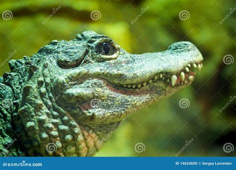 Chinese Alligator (Alligator Sinensis) Royalty-Free Stock Photo | CartoonDealer.com #73850025