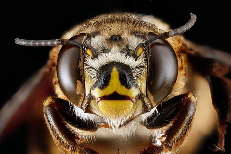 Centris-fasciata,-female,-face_2012-06-25-14.38.16-ZS-PMax… | Flickr