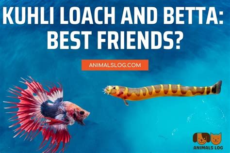 Kuhli Loach and Betta: Best Friends Fish-ever? - Animals Log