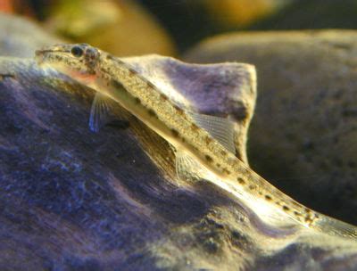 Horsefaced Loach (Acantopsis choirorhynchos) - The Free Freshwater and Saltwater Aquarium ...