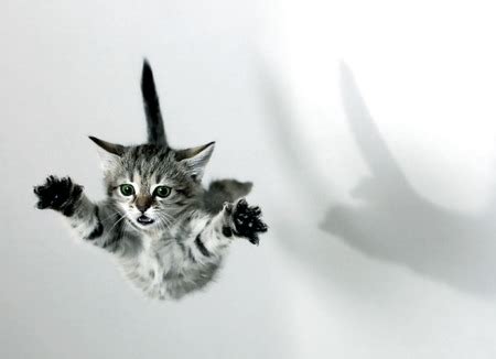 flying cat - Cats & Animals Background Wallpapers on Desktop Nexus ...