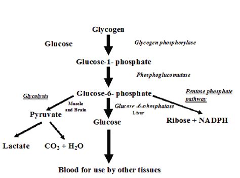 Synthesis Of Glycogen From Glucose 6 Phosphate