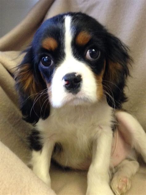 Cavalier-King-Charles-Spaniel-Rescue-Puppies-Picture - Dog Breeders Guide