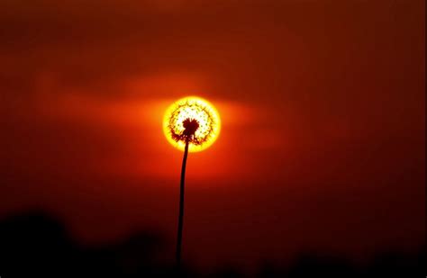 sunset dandelion flower photo | One Big Photo