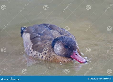 Male Brazilian Teal or Brazilian Duck, Amazonetta Brasiliensis Stock ...