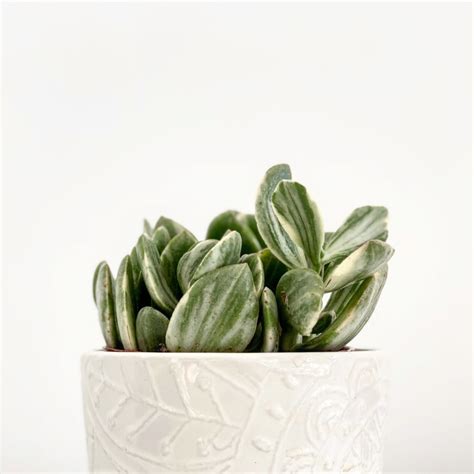 7 Feng Shui Plants That Are Easy to Keep Alive - My Tasteful Space