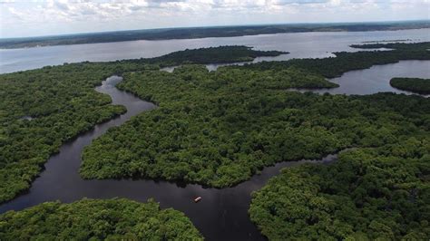 Floresta Amazônica: o que é, características e importância - Significados