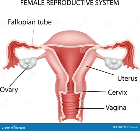 Internal Female Reproductive System