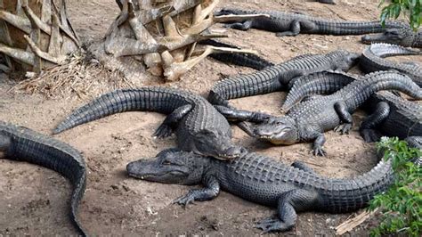 St. Augustine, Florida’s Alligator Farm Zoological Park – Legends of America