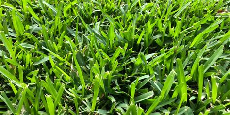 St. Augustine Grass - GreenGate Turf & Pest