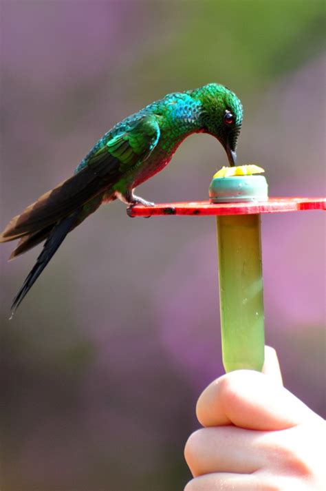 A Tree Falling: La Paz Waterfall Gardens: Hummingbirds