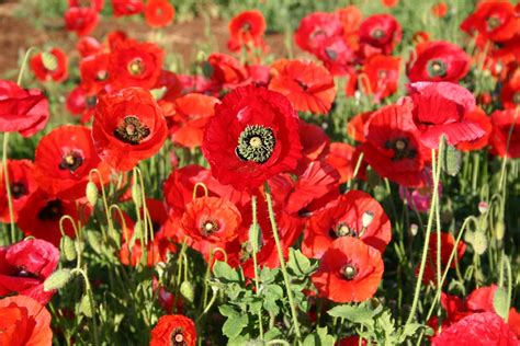 Silver Falls Seed Company - Red Poppy - American Legion