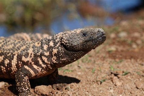 19 Species of Lizards in Arizona (With Pictures) - Wildlife Informer