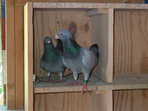 Pigeon Racing Essentials | Winning Pigeon Racing and Racing Pigeons ...