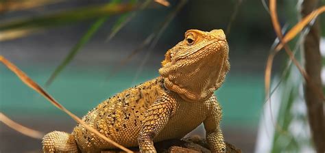 Total Reptiles - Discover The Amazing World Of Reptiles.