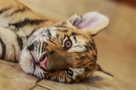 24 Photos Of Cute And Playful Tiger Cubs | Thought Catalog