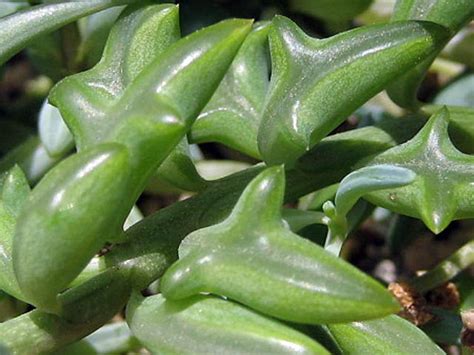 RARE - String of Dolphins Succulent - Senecio peregrinus -Easy to Grow- 2.5" Pot - Hirt's Gardens