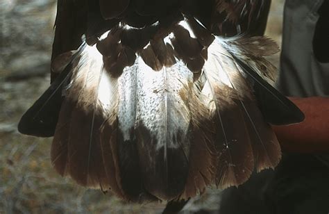 Real Golden Eagle Feathers