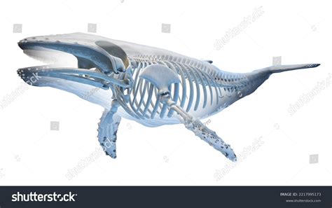 3d Rendered Medical Illustration Whale Anatomy Stock Illustration 2217995173 | Shutterstock