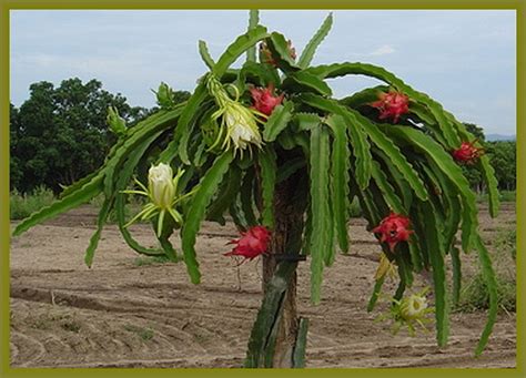 DRAGON FRUIT Hylocereus undatus Pitahaya Plant Starter Size 4 Inch Pot ...