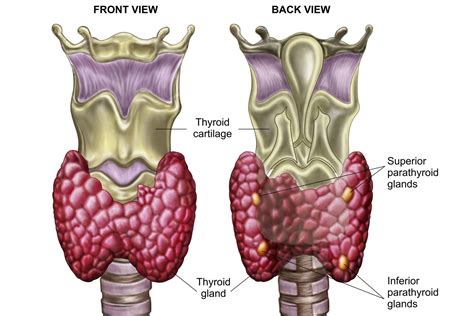 Function and Diseases of the Parathyroid Glands