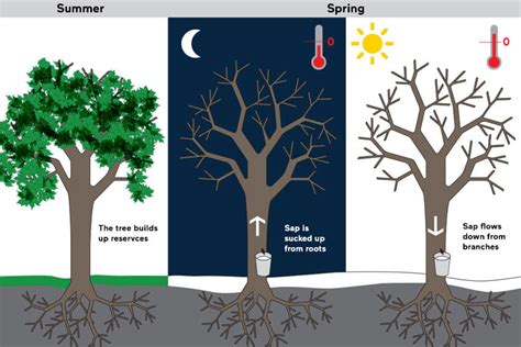 Step-by-Step in the Production of Maple Syrup - PPAQ