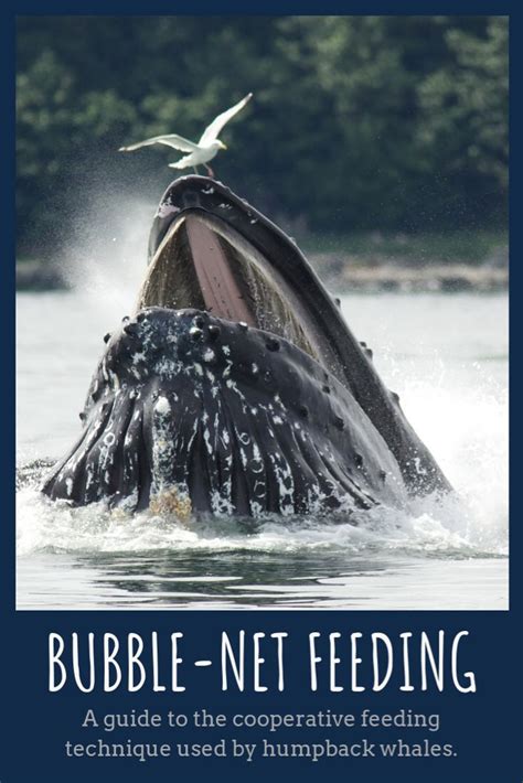 Bubble-Net Feeding: Humpback Whales Feeding in Kenai Fjords National Park