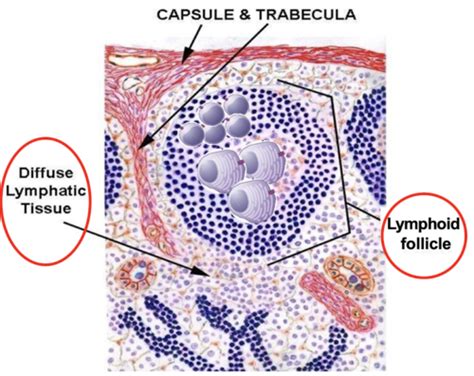 Histology of Reticuloendothelial System Flashcards | Quizlet