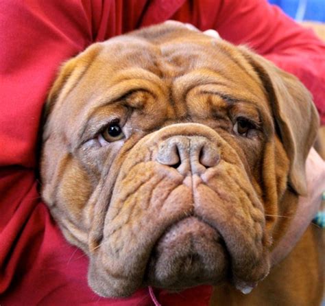 To Dog With Love: The Dogue de Bordeaux at AKC/Eukanuba Meet the Breeds