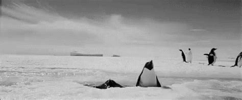 Penguins Animals GIF - Penguins Animals Ice - Discover & Share GIFs