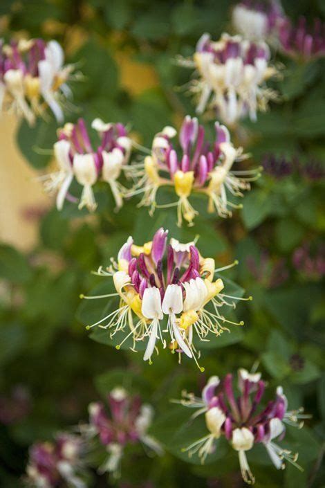 Honeysuckle vines flower abundantly during the transition from spring ...