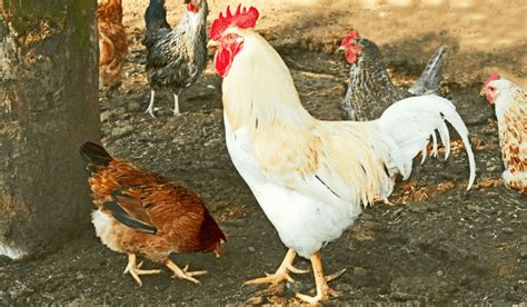 All About Spurs In Chickens | Meyer Hatchery Blog