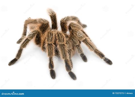 Rose Hair Tarantula stock image. Image of species, wildlife - 7227273