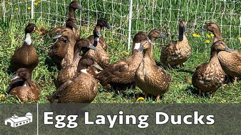 Raising Ducks For Eggs - Spring 2021 - YouTube