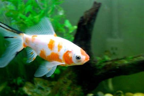 goldfish stunted growth, goldfish emergency diagnose and treat