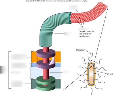 Flagellum structure Diagram | Quizlet