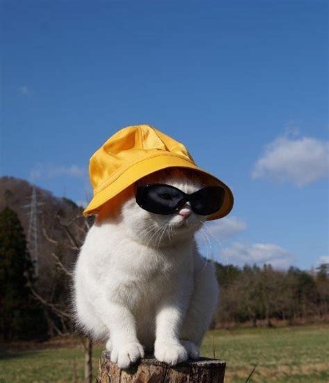 pins » tookiex cat wearing a bucket hat and sunglasses #catlogo | Cute ...