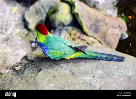 Parrot Tropical Bird Stock Photo - Alamy