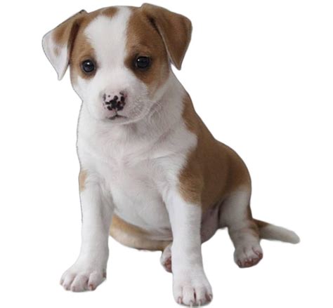 Pit Bull Chihuahua Mix - Dog Breed Guide