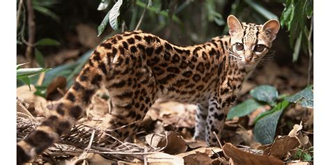 Margay | Ocelot Working Group