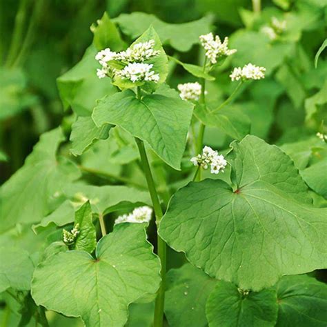 BuckWheat Seed – hancockseed.com