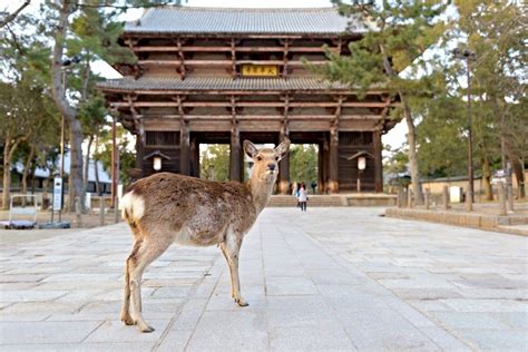 Nara Day Trip: Sacred Deer & Todaiji Temple | Day trip, Japan temple, Trip