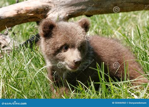 Cachorro De Oso Grizzly Que Se Sienta En Hierba Verde Foto de archivo ...