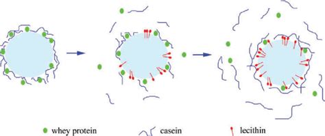 Interactions between lecithin and proteins as the lecithin ...